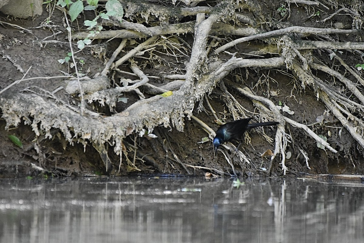 Common Grackle - ML620265246