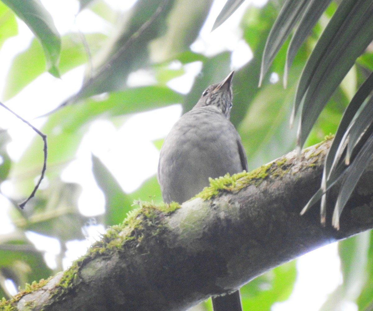 Blacksmith Thrush - ML620265248