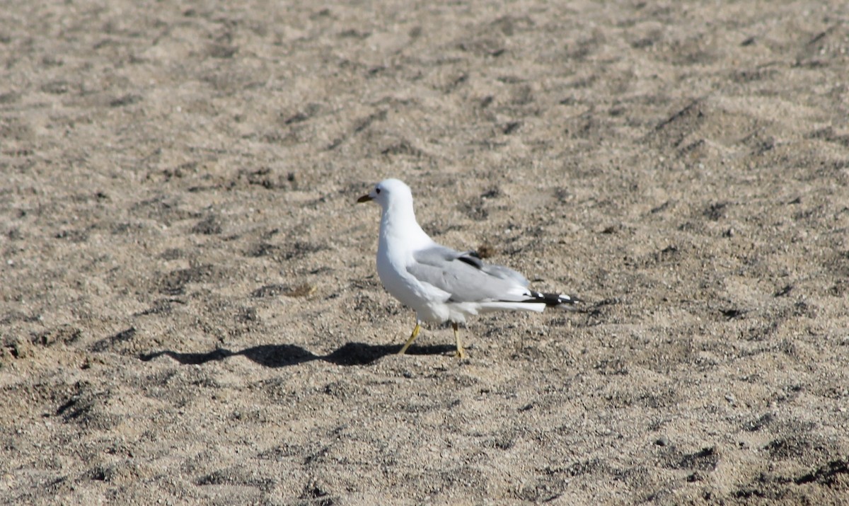 Short-billed Gull - ML620265249