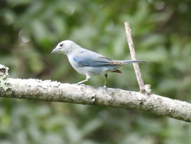 Blue-gray Tanager - ML620265254