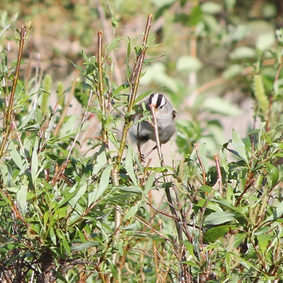 White-crowned Sparrow - ML620265256