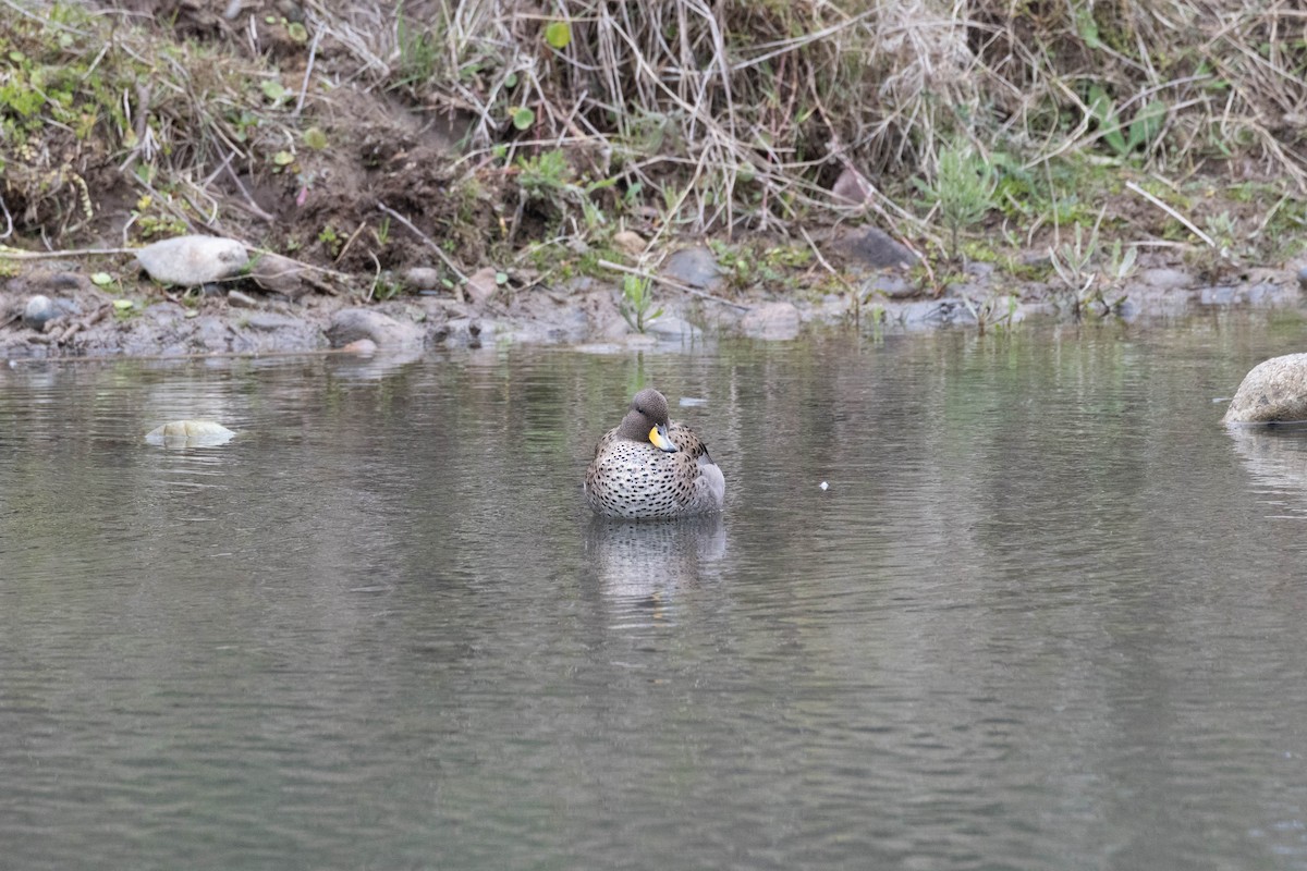 Yellow-billed Teal - ML620265258