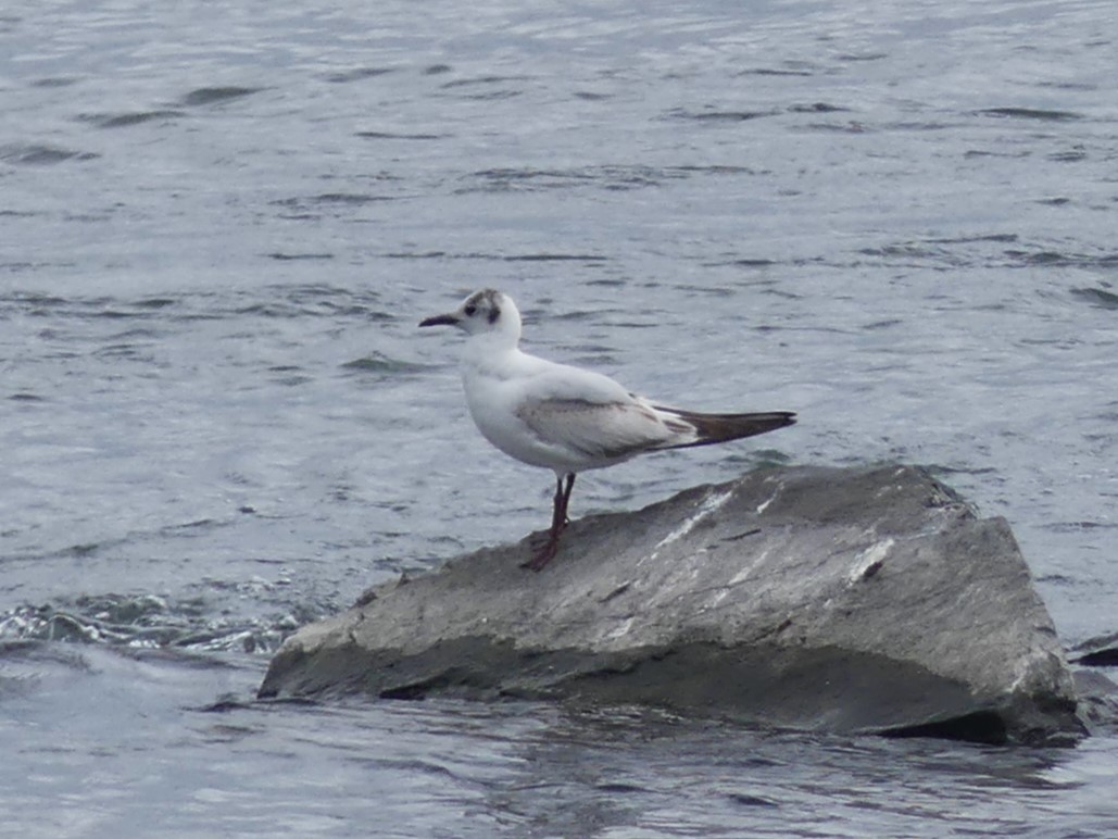 Black-headed Gull - ML620265263