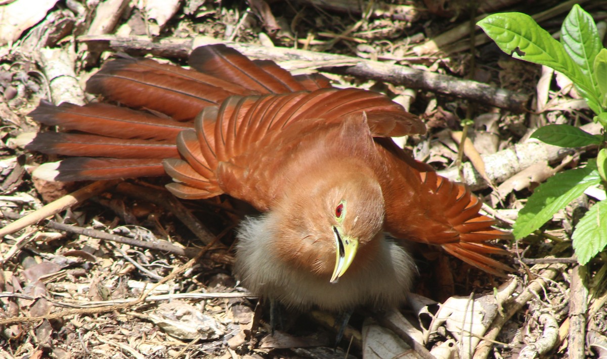 Squirrel Cuckoo - ML620265265