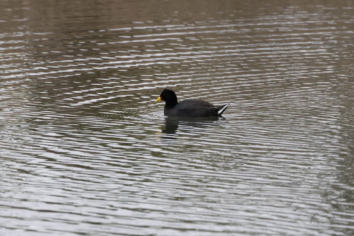 Red-fronted Coot - ML620265270