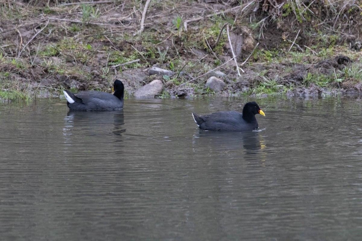 Red-fronted Coot - ML620265271