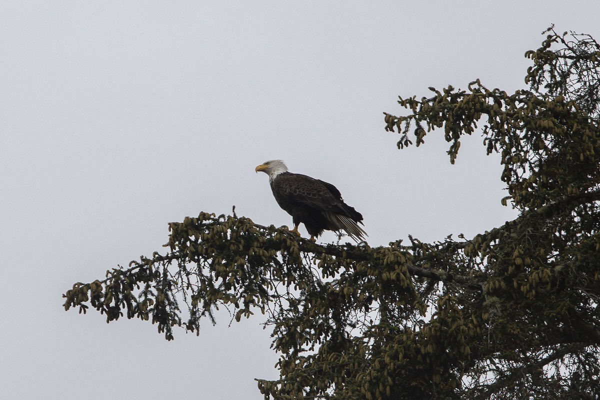 Weißkopf-Seeadler - ML620265278