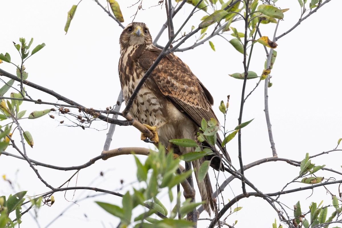 Harris's Hawk - ML620265283