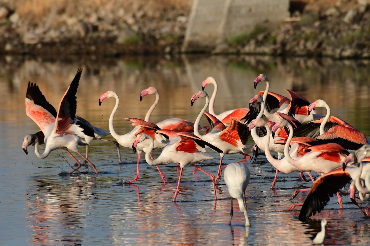 Greater Flamingo - ML620265286