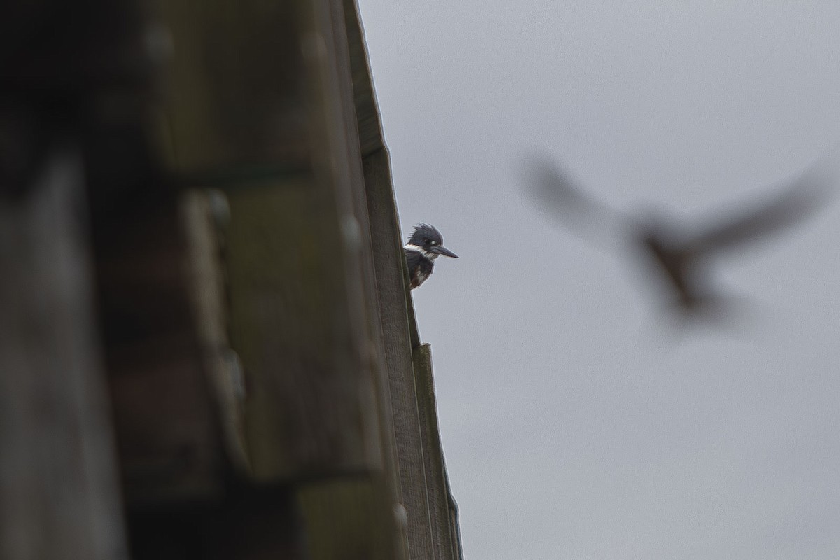 Belted Kingfisher - ML620265287