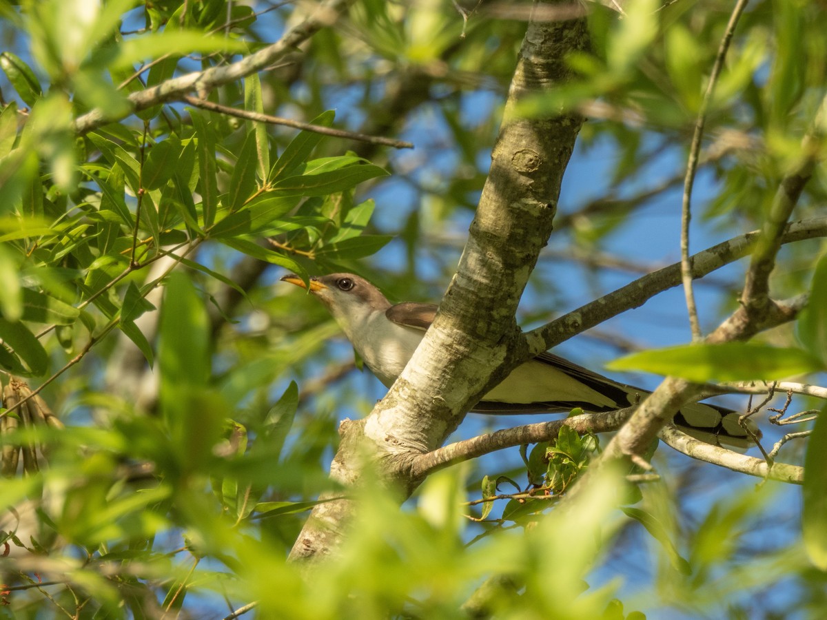 Yellow-billed Cuckoo - ML620265288