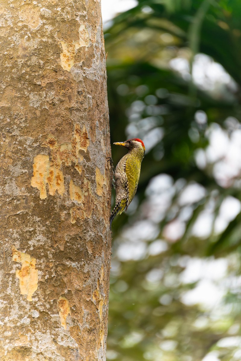 Streak-throated Woodpecker - ML620265289