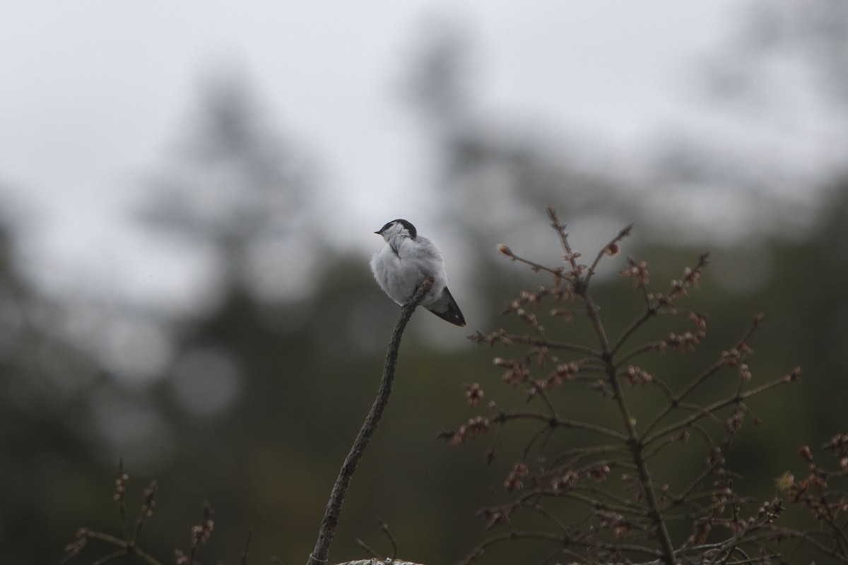 Moineau domestique - ML620265298