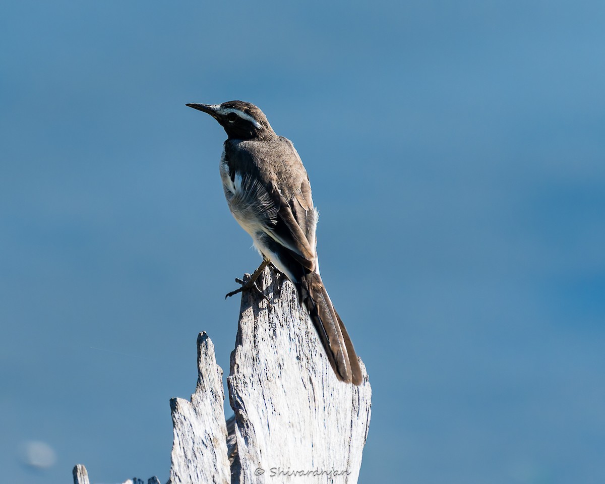 White-browed Wagtail - ML620265300