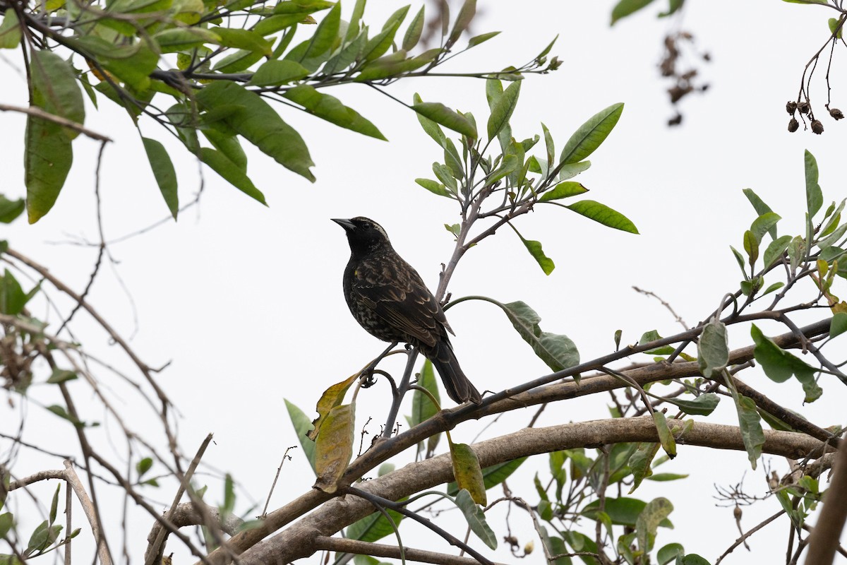 Yellow-winged Blackbird - ML620265310