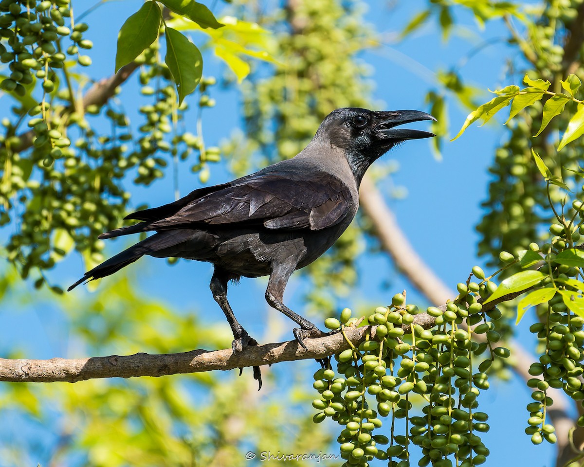 House Crow - ML620265312