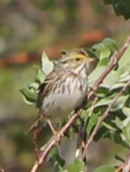 Savannah Sparrow - ML620265319