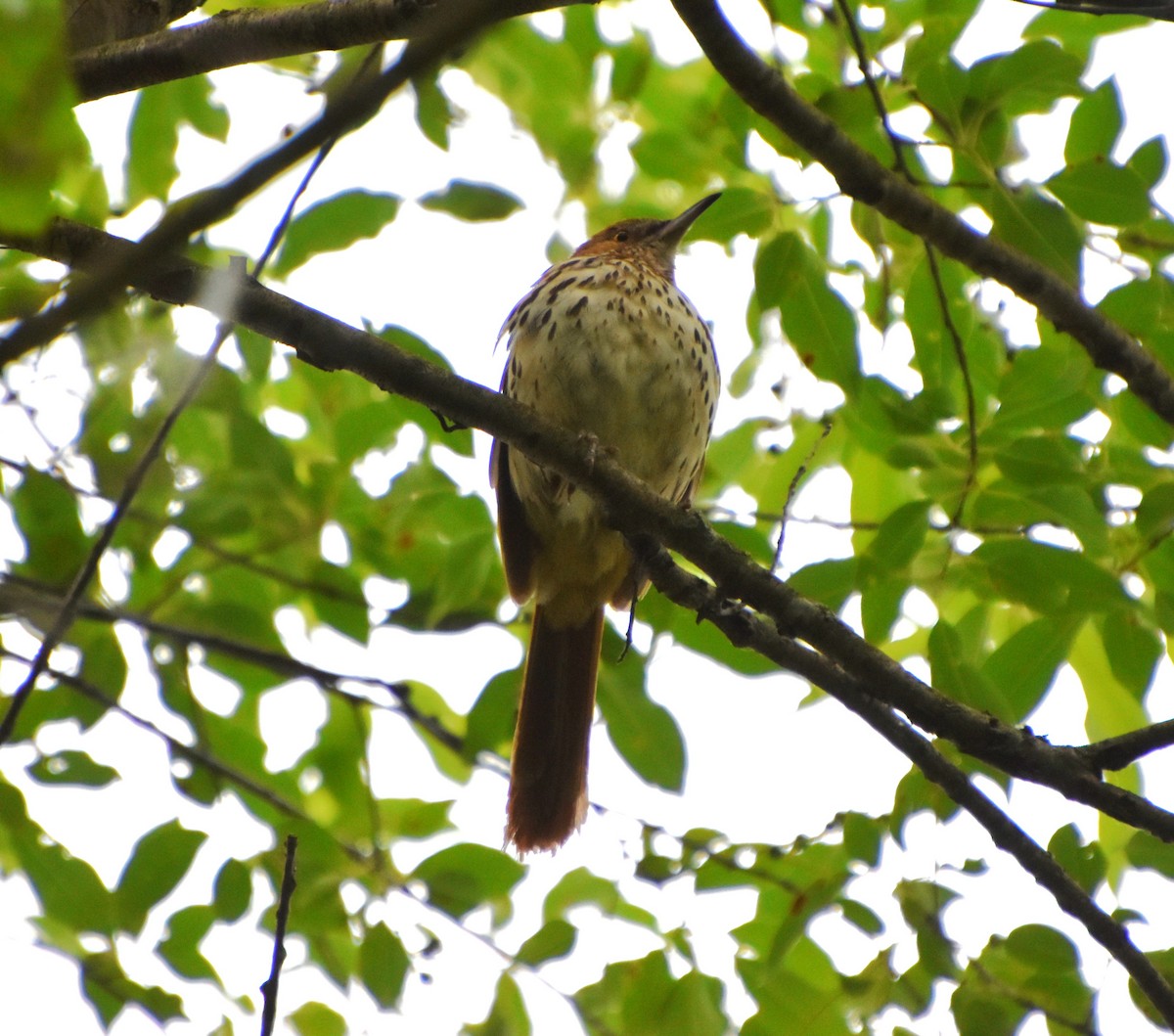 Brown Thrasher - ML620265325