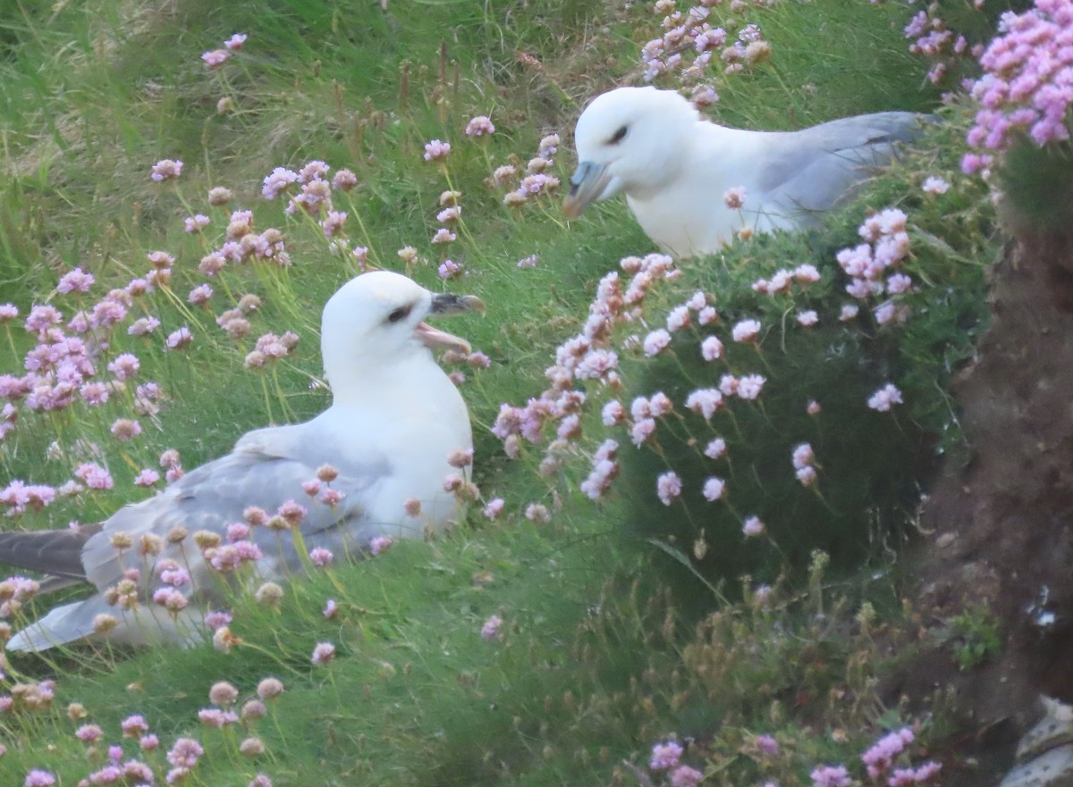 Fulmar Boreal (Atlántico) - ML620265329