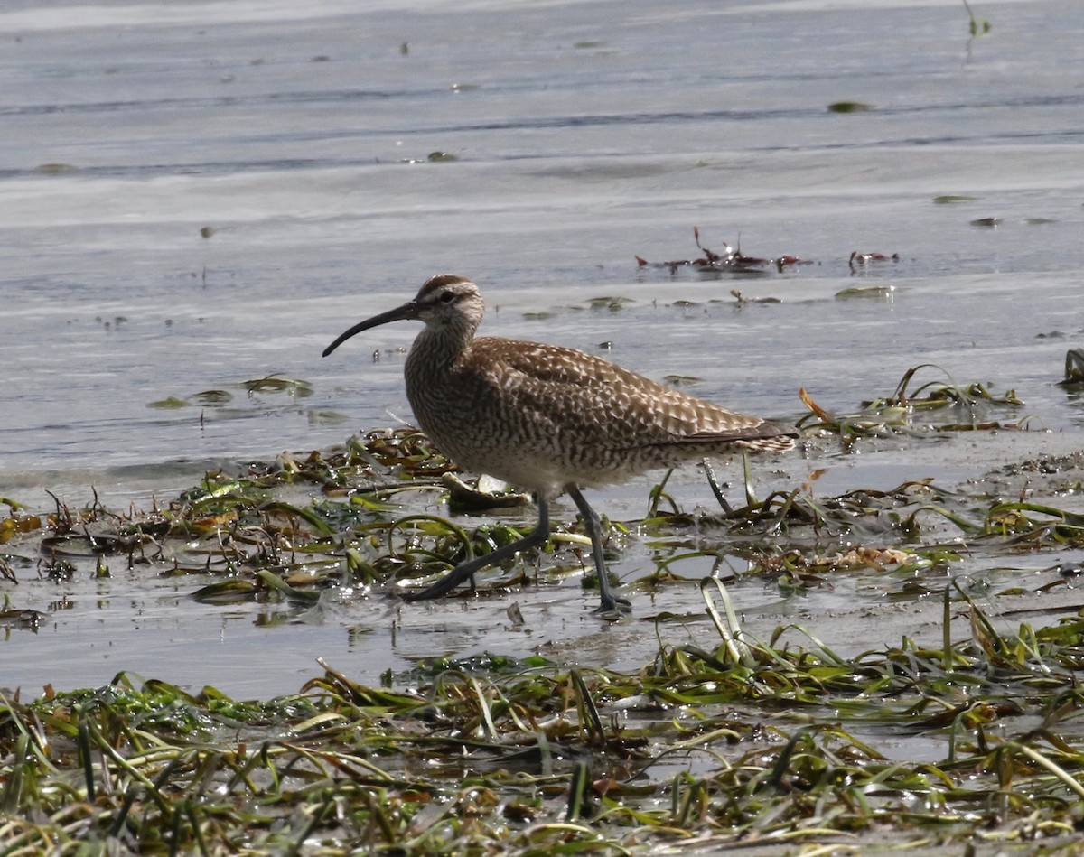 Regenbrachvogel - ML620265330