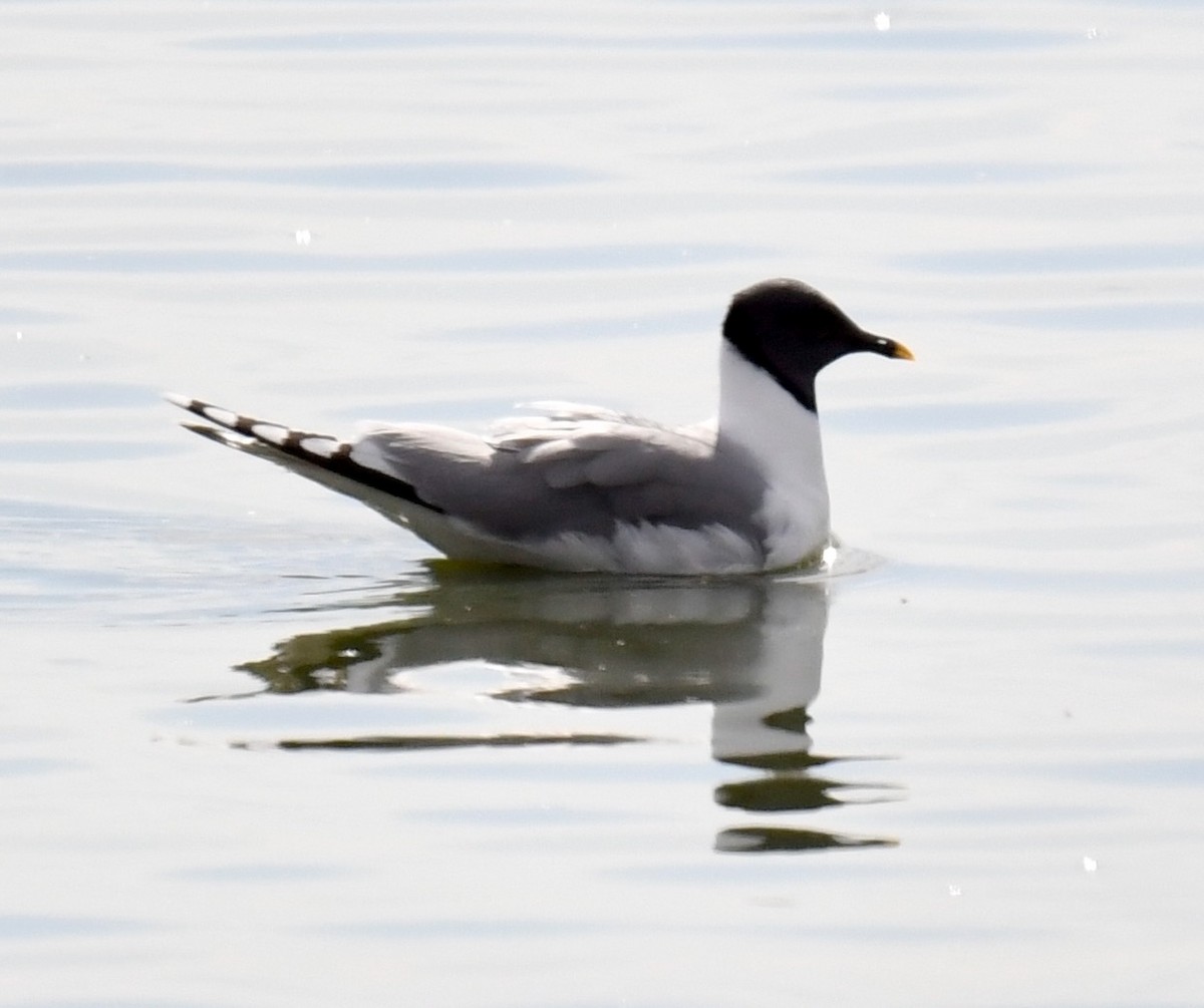 Mouette de Sabine - ML620265334