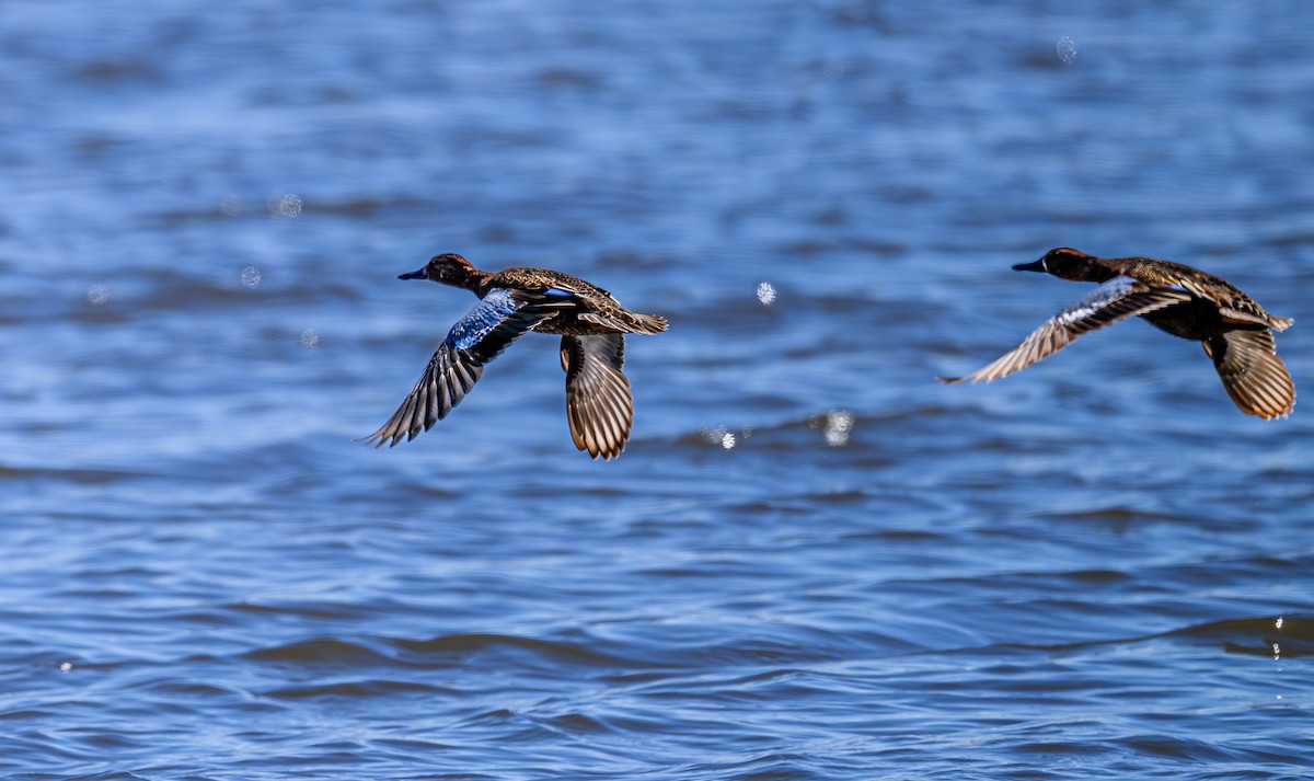 Cinnamon Teal - ML620265343