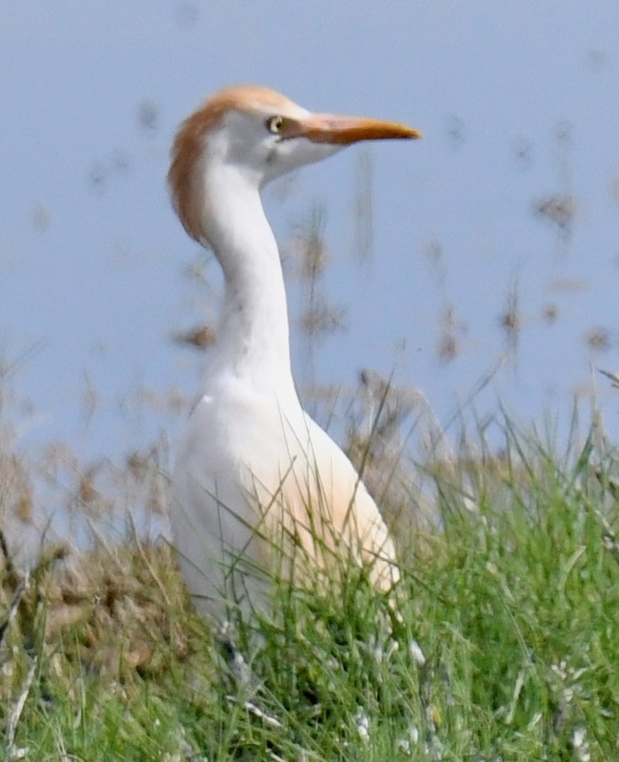 Western Cattle Egret - ML620265346