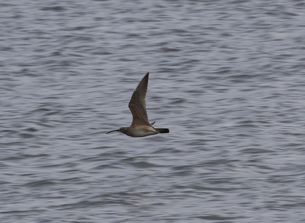 Regenbrachvogel - ML620265351