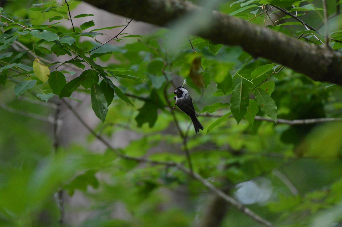 Carolina Chickadee - ML620265353