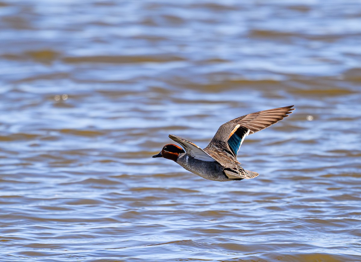 Green-winged Teal - ML620265356
