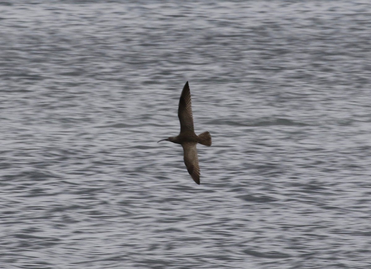 Regenbrachvogel - ML620265358