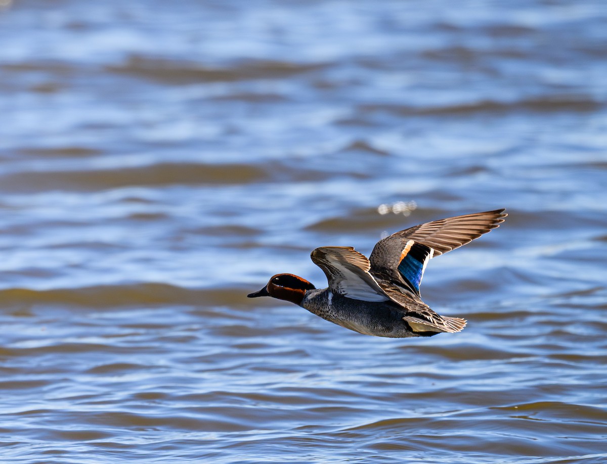 Green-winged Teal - ML620265359