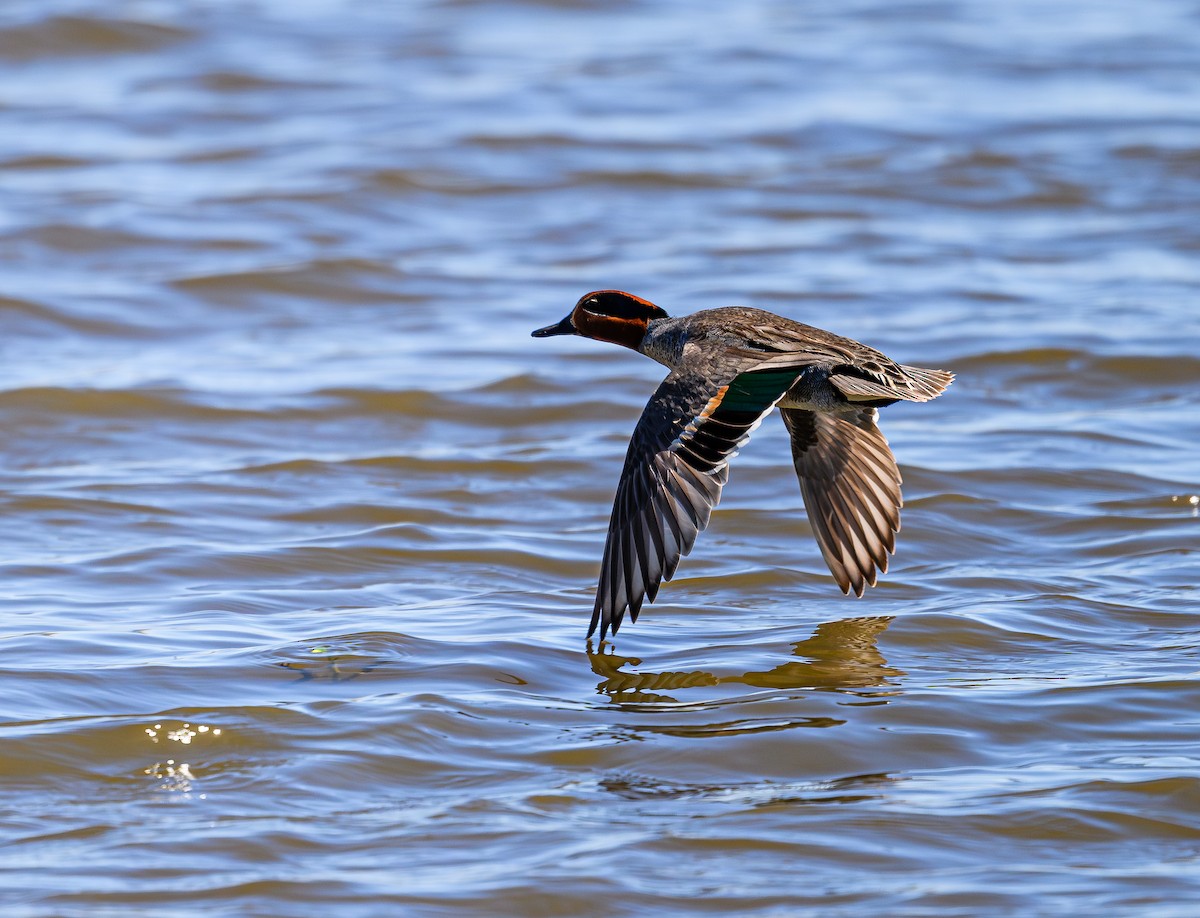 Green-winged Teal - ML620265360