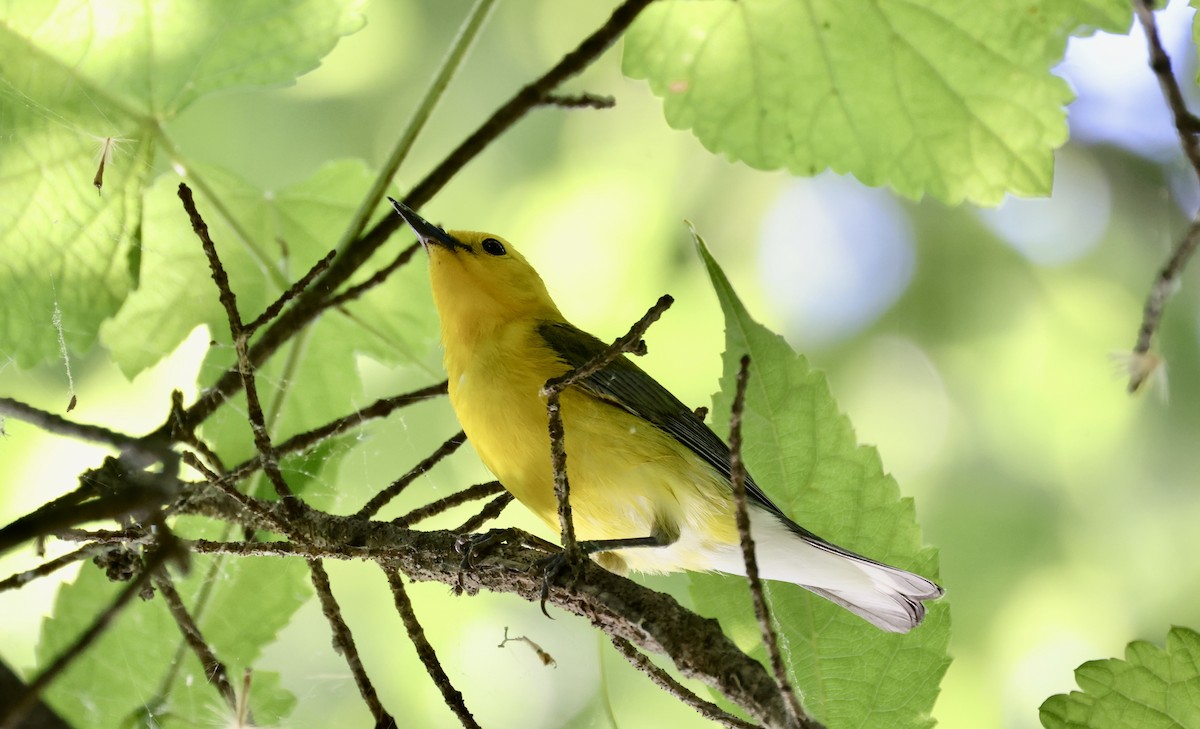 Prothonotary Warbler - ML620265368