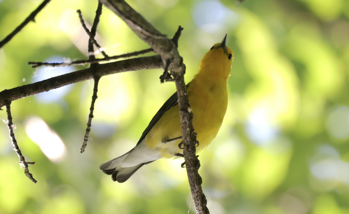 Prothonotary Warbler - ML620265369