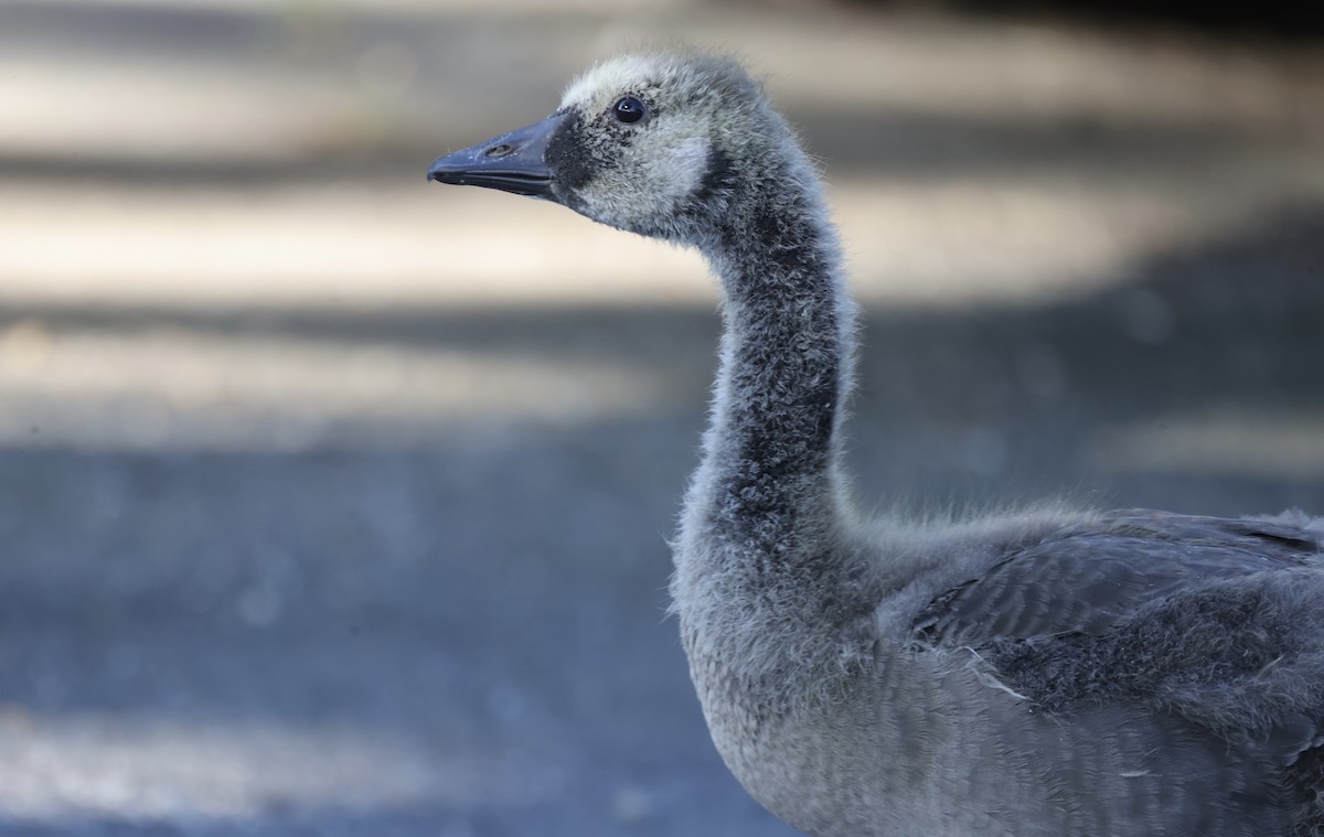 Canada Goose - ML620265374