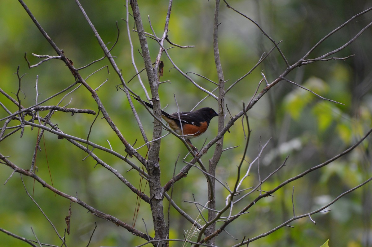 Eastern Towhee - ML620265378