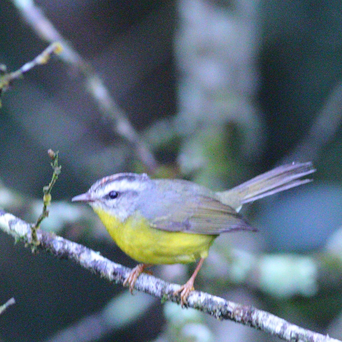 Golden-crowned Warbler - ML620265379