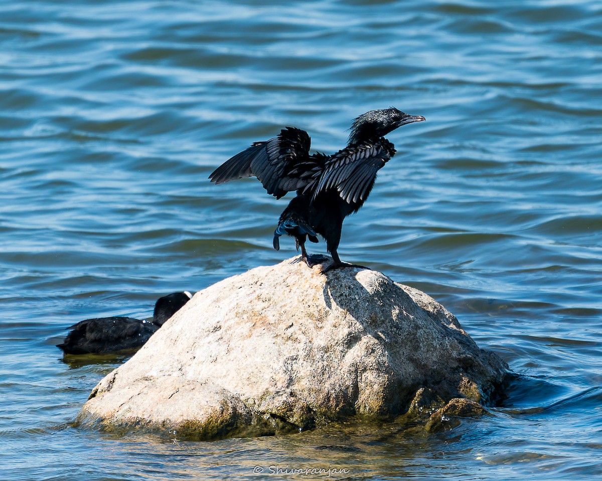 Little Cormorant - ML620265380