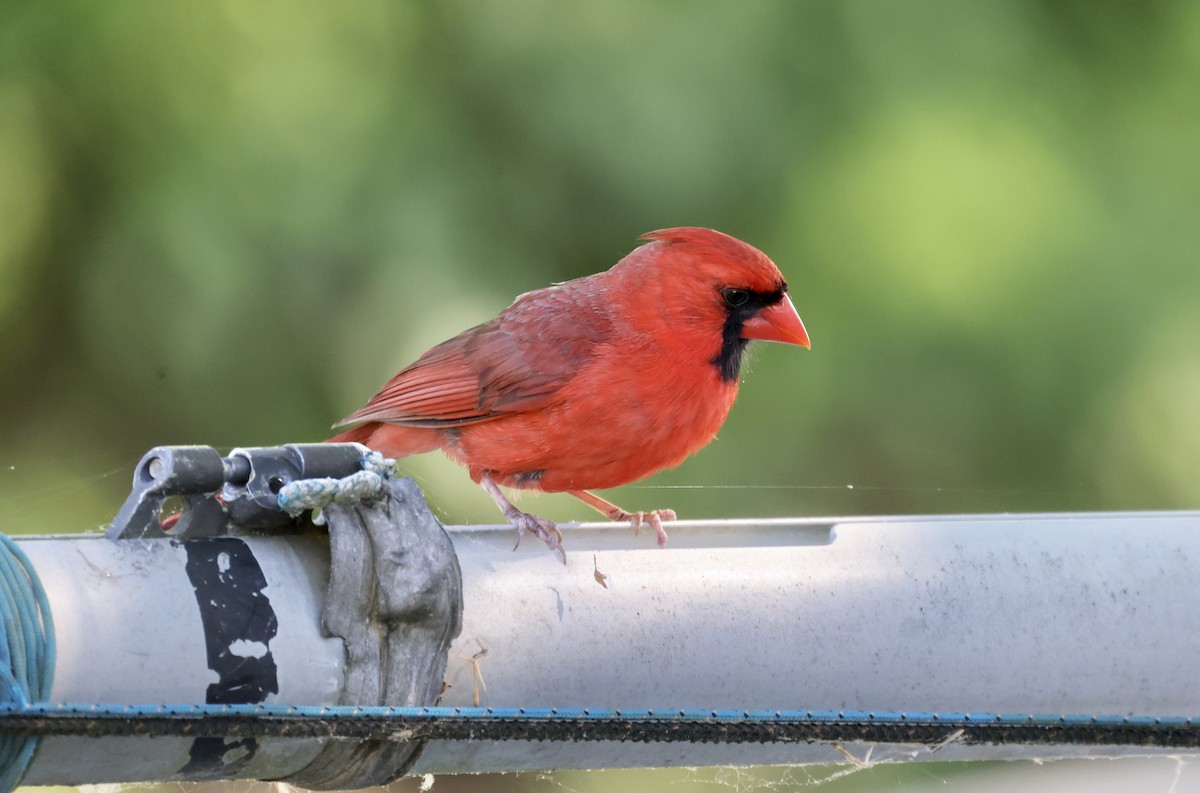 Northern Cardinal - ML620265388