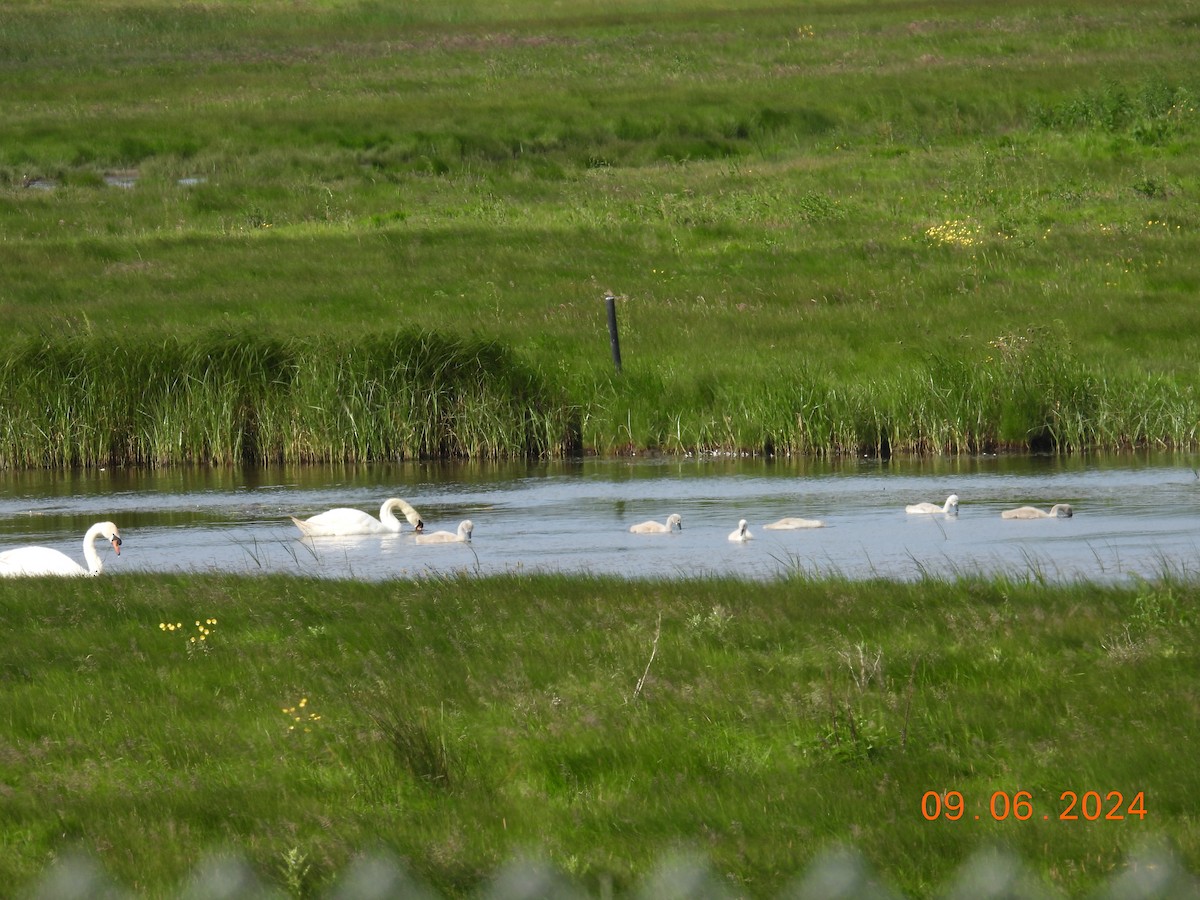 Cygne tuberculé - ML620265389