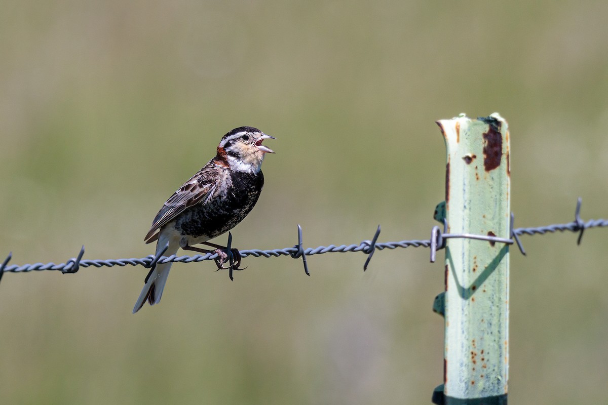 Chestnut-collared Longspur - ML620265390