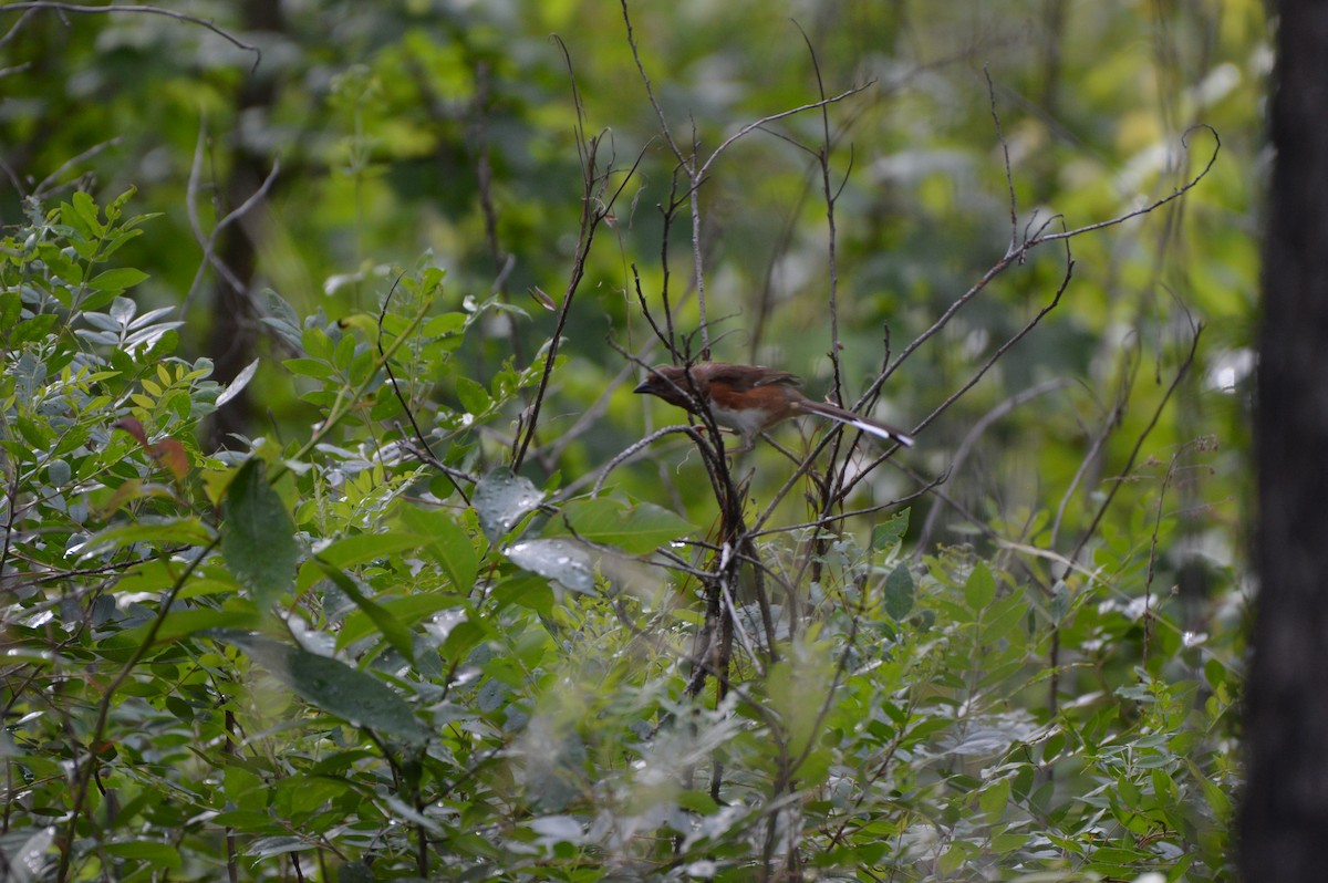 Eastern Towhee - ML620265392