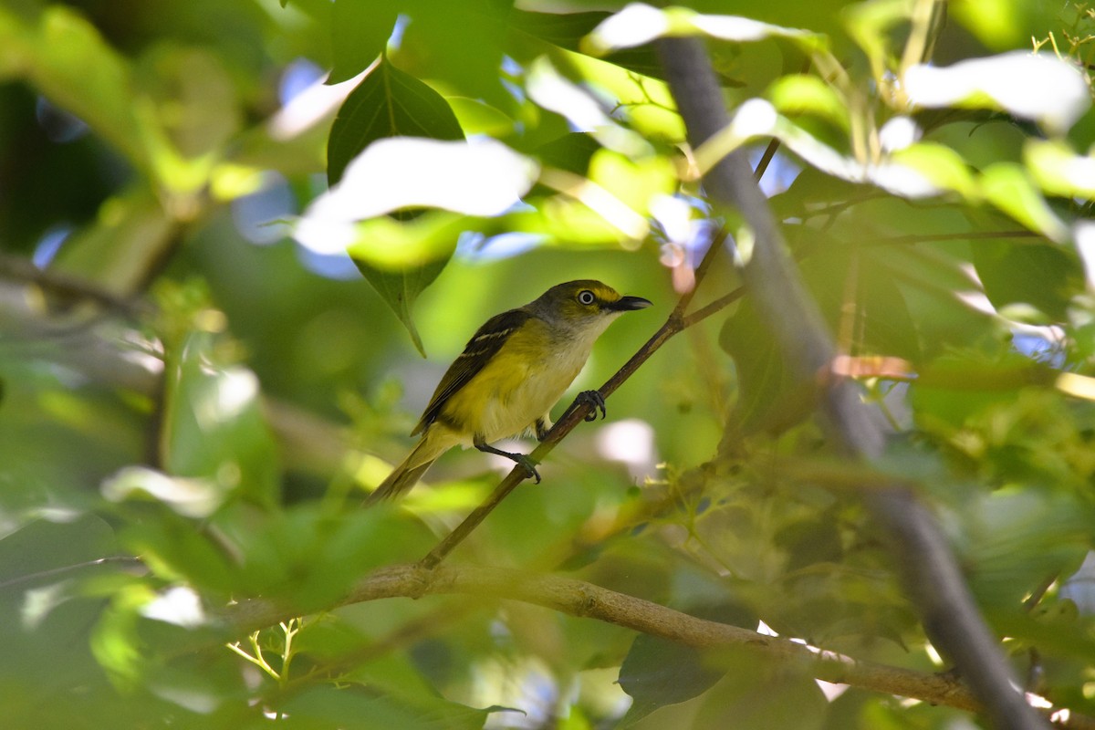 Weißaugenvireo - ML620265394