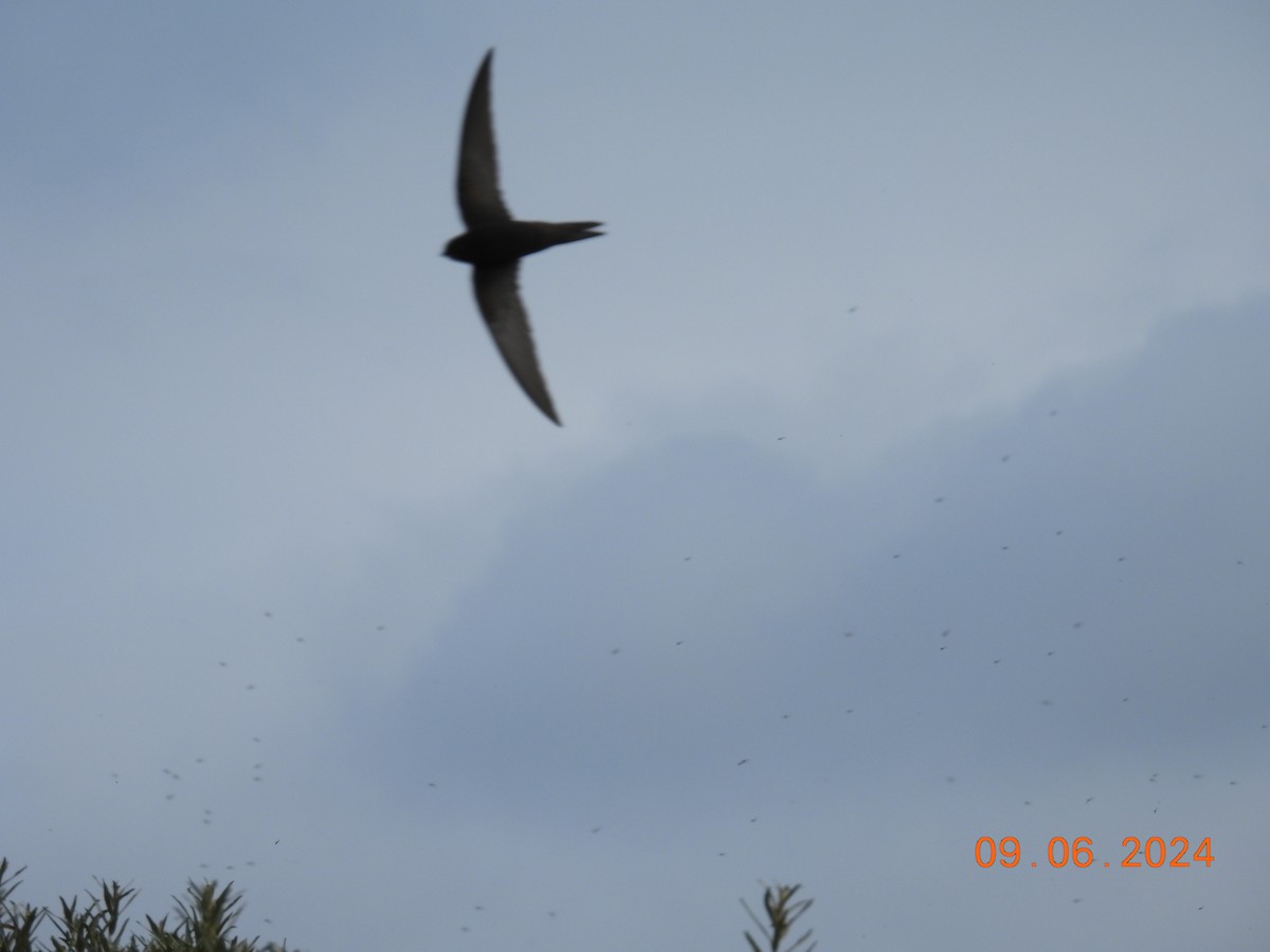 Common Swift - ML620265401