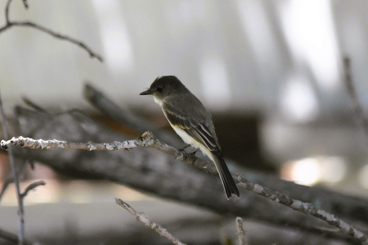 Eastern Phoebe - ML620265403