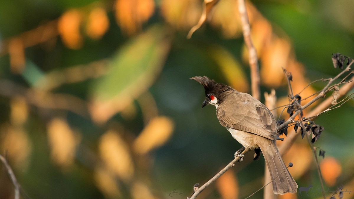 Red-whiskered Bulbul - ML620265408