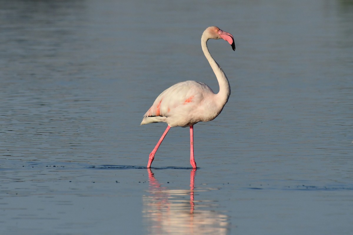 Greater Flamingo - ML620265418