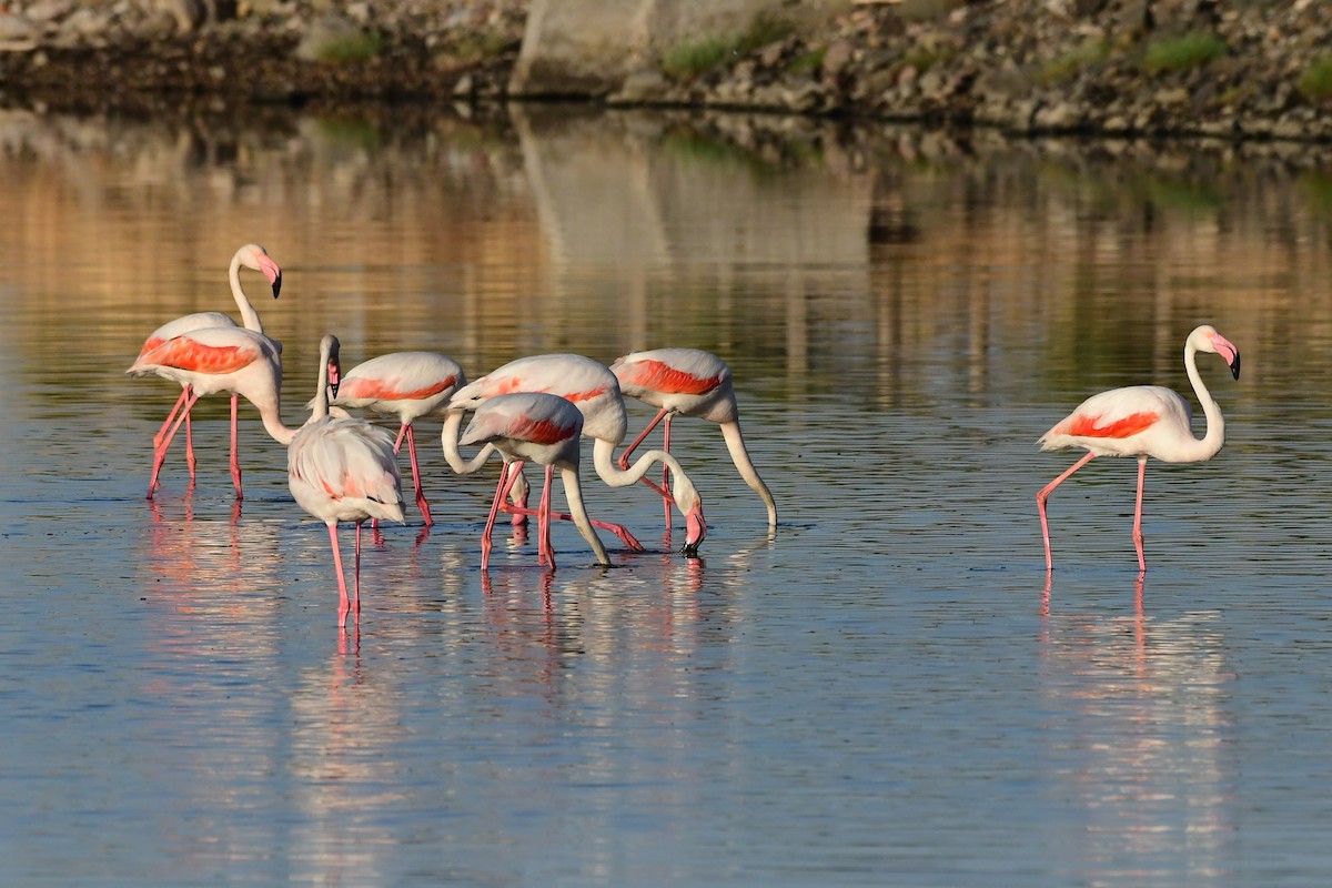 Greater Flamingo - ML620265419