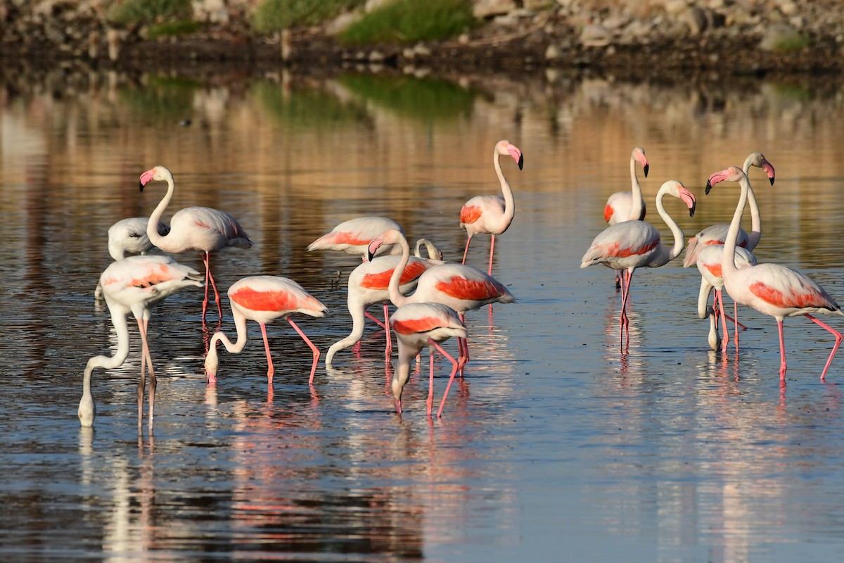 Greater Flamingo - ML620265420